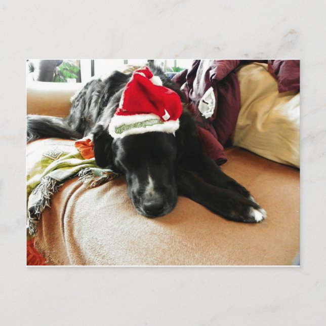 A Black Dog At Christmas with His Santa Hat Holiday Postcard (Front)