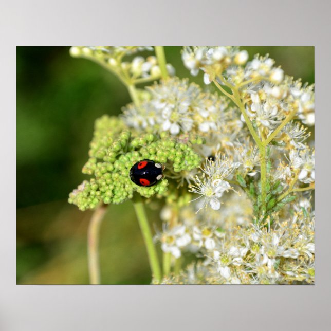 A black ladybug with red spots  poster (Front)