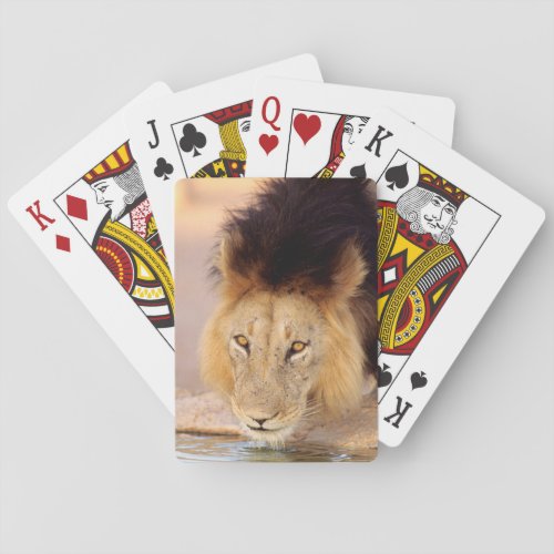 A Black Maned Lion at a waterhole Playing Cards