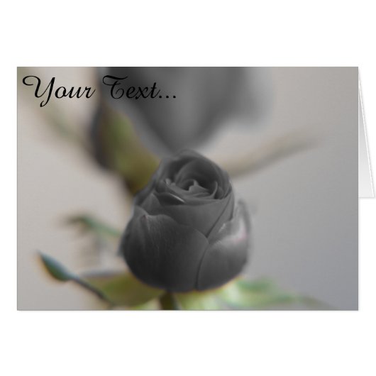 A black rose (Front Horizontal)