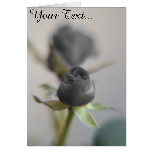 A black rose (Front)