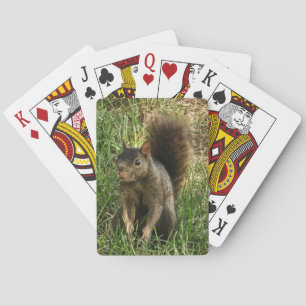 A black squirrel poker cards