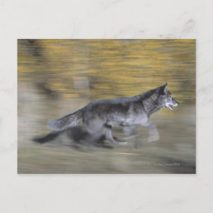 A black wolf on the run postcard