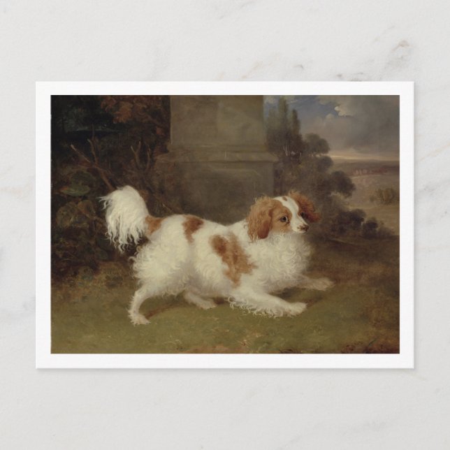 A Blenheim Spaniel, c.1820-30 (oil on canvas) Postcard (Front)