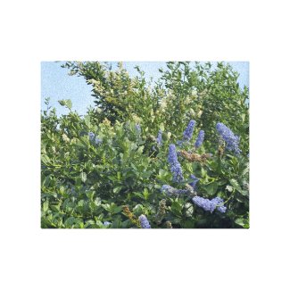 A Blooming California: Blue blossoms Canvas Print