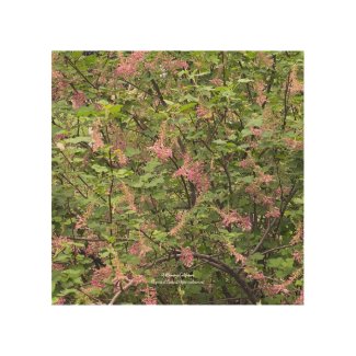A Blooming California: Chaparral Currant Wood Wall Art