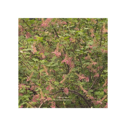 A Blooming California Chaparral Currant Wood Wall Art