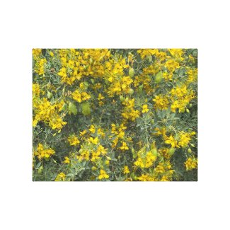 A Blooming California Cleome Canvas Print