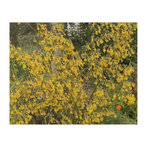 A Blooming California Golden Currant Wood Wall Art