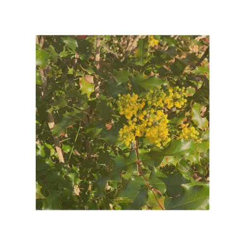 A Blooming California Grapes of February Wood Wall Art