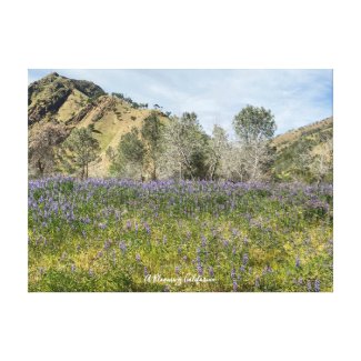 A Blooming California: Lupines Canvas Print