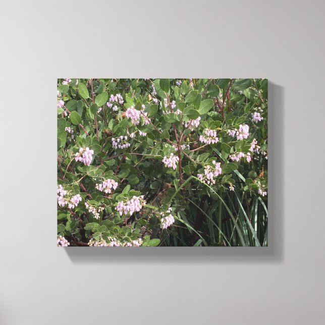 A Blooming California: Manzanita (Arctostaphylos) Canvas Print (Front)