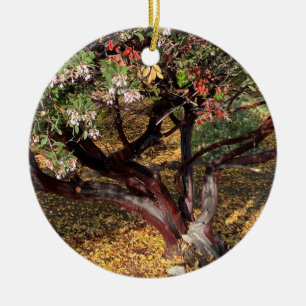 A Blooming California: Manzanita Ceramic Ornament