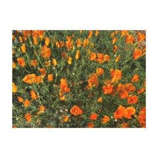 A Blooming California: Morning Poppies Canvas Print