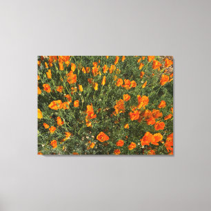 A Blooming California: Morning Poppies Canvas Print