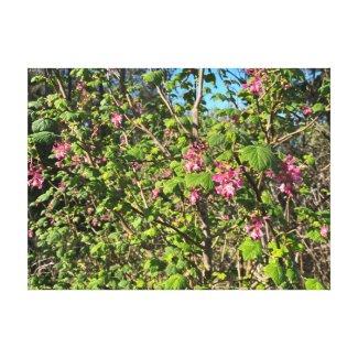 A Blooming California: Pink Currant Canvas Print