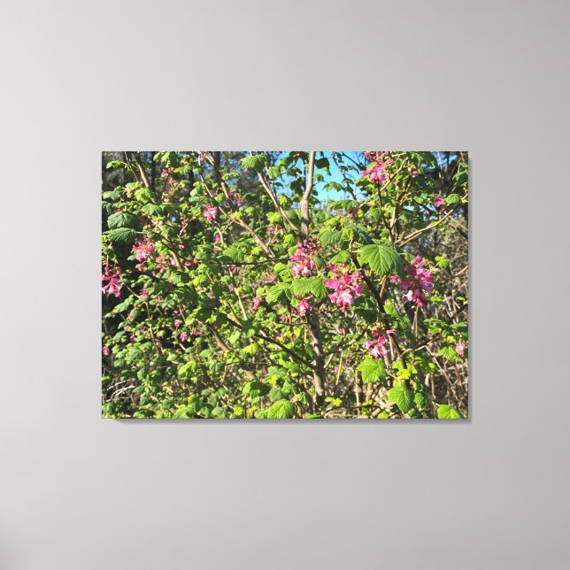 A Blooming California: Pink Currant Canvas Print (Front)