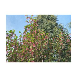 A Blooming California: : Pink Currant Canvas Print