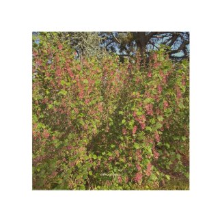 A Blooming California: Pink Currant Wood Wall Art