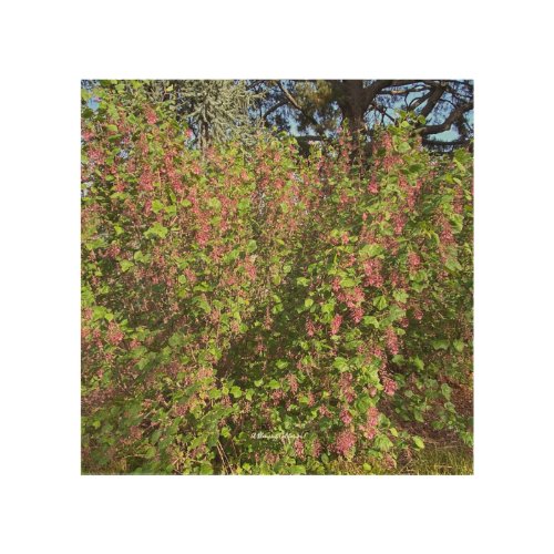 A Blooming California Pink Currant Wood Wall Art