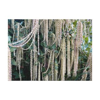 A Blooming California: Silk Tassels Canvas Print