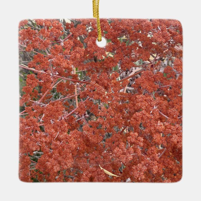 A Blooming California: St. Catherine's Lace Ceramic Ornament (Front)