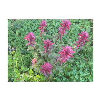 A Blooming California: Warrior’s Plume Canvas Print