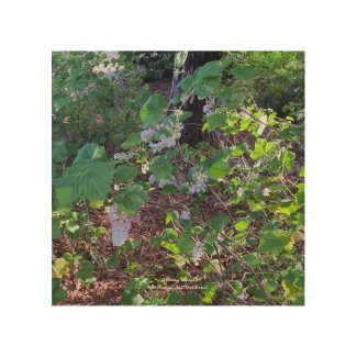 A Blooming California: White Flowering Currant Wood Wall Art