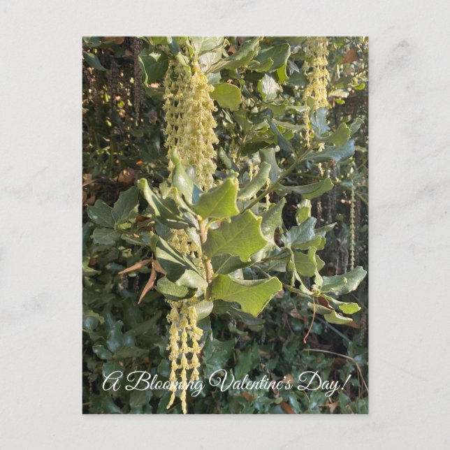 A Blooming Valentine's Day!  Postcard (Front)