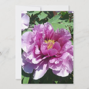 A blossoming peony flower blank card