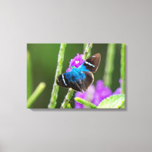 A Blue Butterfly on a Purple Flower in Costa Rica