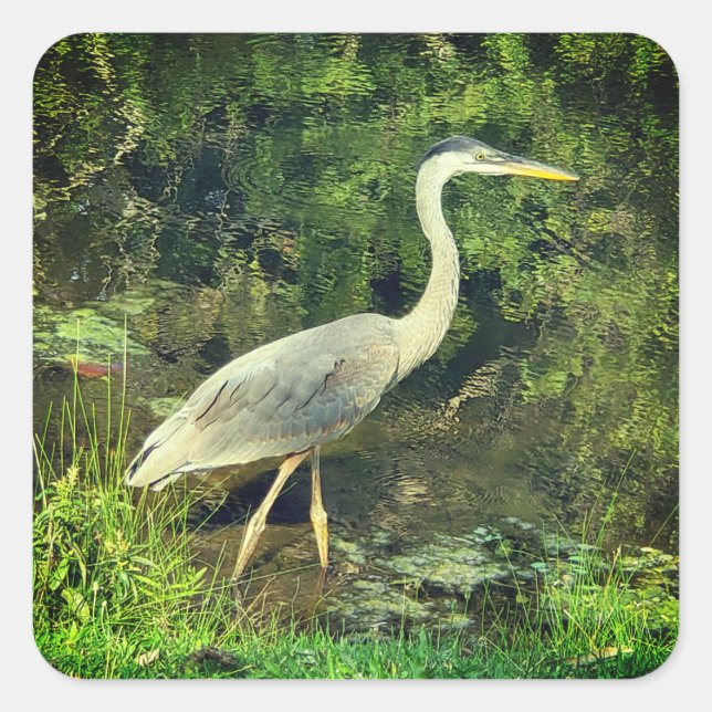 A blue heron square sticker (Front)