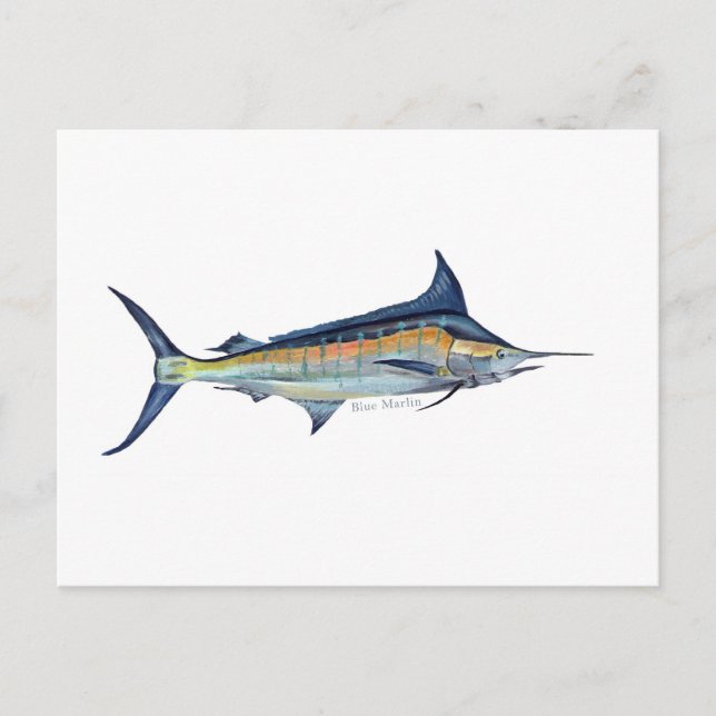 A Blue Marlin fish postcard (Front)