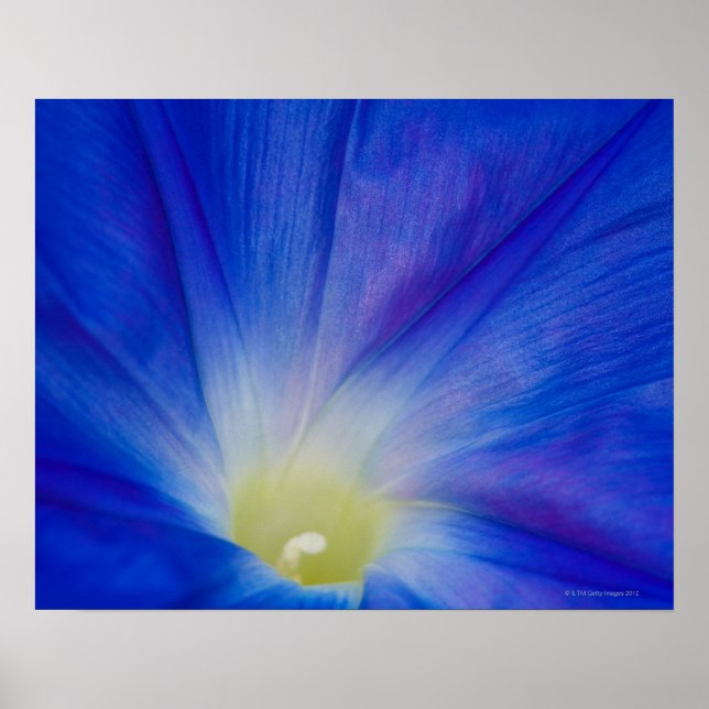 A blue morning glory flower poster (Front)