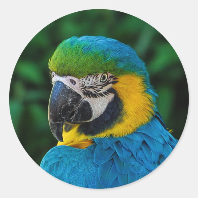 A Blue Parrot Classic Round Sticker (Front)