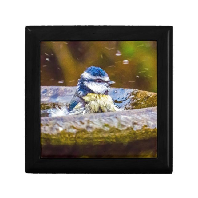 A Blue Tit in the Birdbath Gift Box (Front)