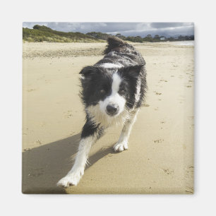 A Border Collie Dog Running On The Beach Magnet