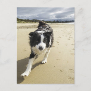 A Border Collie Dog Running On The Beach Postcard