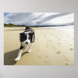 A Border Collie Dog Running On The Beach Poster