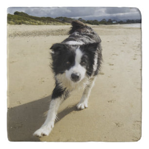 A Border Collie Dog Running On The Beach Trivet