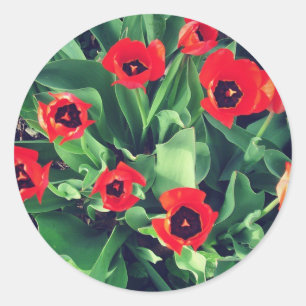 A Bouquet of Tulips in the garden Classic Round Sticker