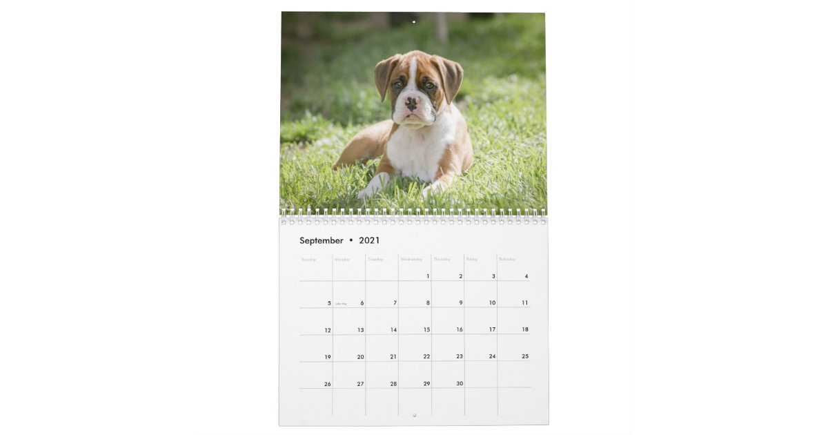 A Boxer Dog S Life Cute Boxer Puppies Calendar Zazzle Com