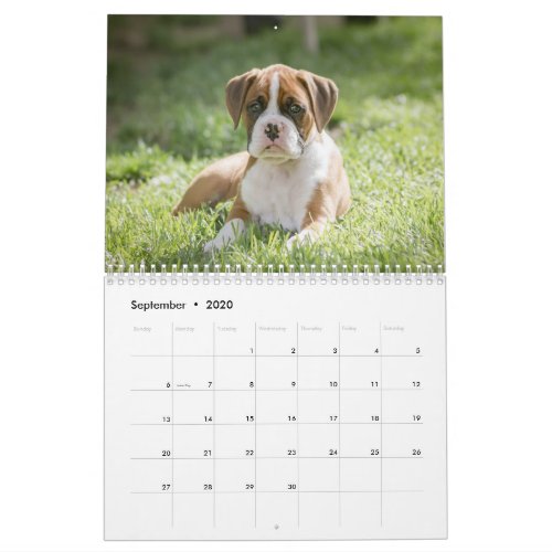 A Boxer Dogs Life _ Cute Boxer Puppies Calendar