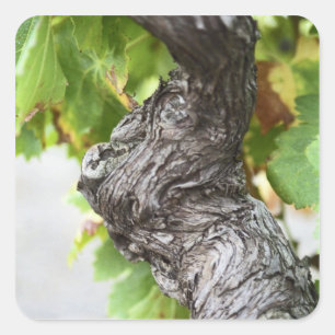 A branch of a very old vine with gnarled square sticker