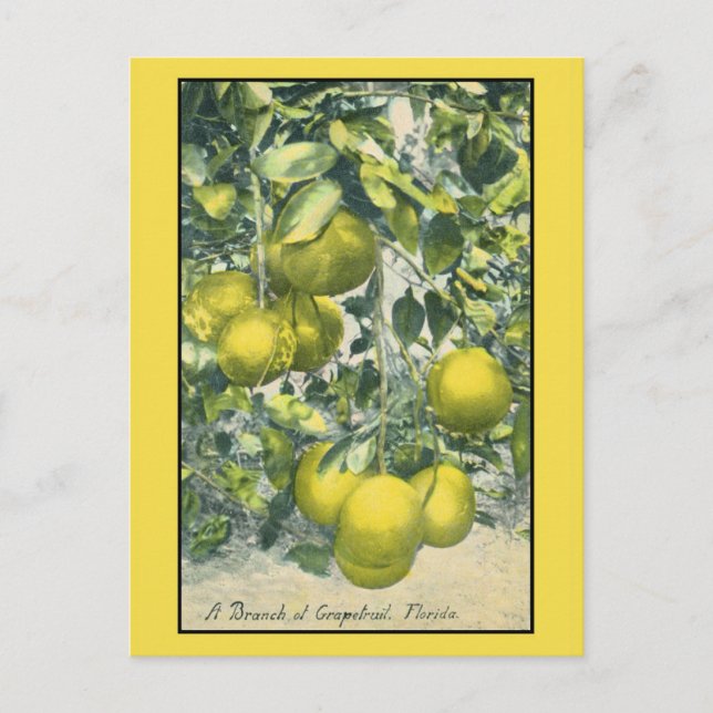 A Branch of Grapefruit, Florida Postcard (Front)