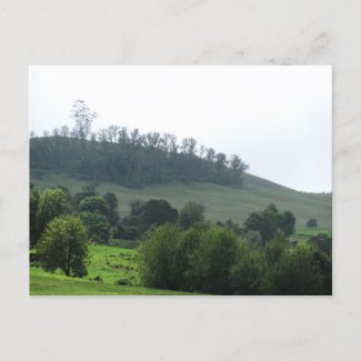 A bright patch Upcountry Postcard