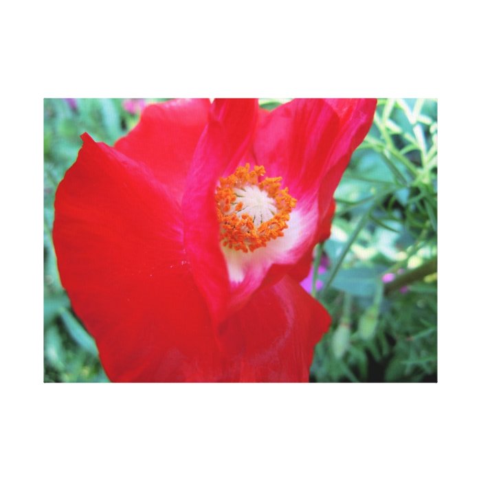 A Bright Red Poppy Gallery Wrapped Canvas