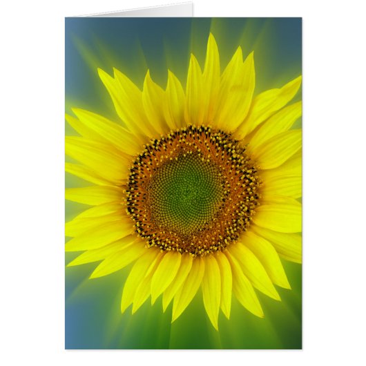 a bright sunflower (Front)