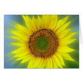 a bright sunflower (Front Horizontal)