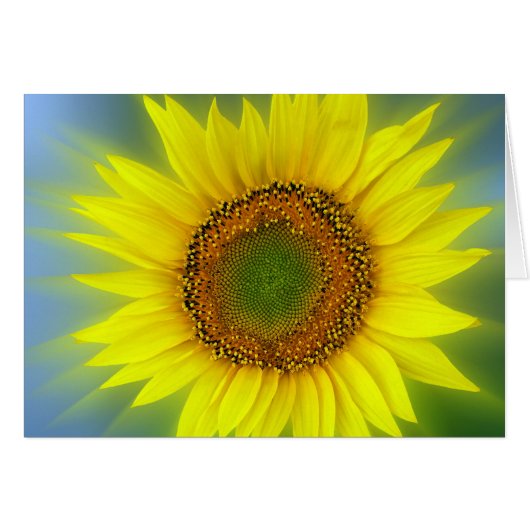 a bright sunflower (Front Horizontal)